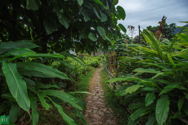 cardamom-plantation