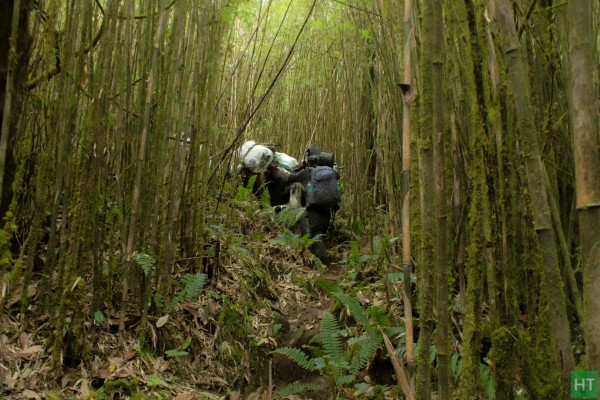 trail-inside-dense-bamboo-forest