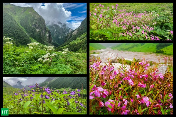 valley-of-flowers-tour-packages-2022-ht