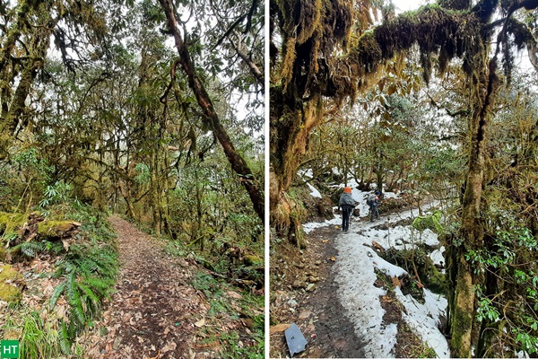 beautiful-forest-stretches-to-meanam-hill-hike