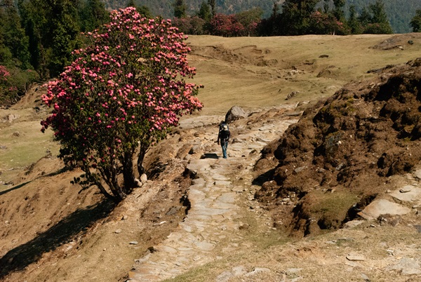  broad-trail-to-dhakuri-pass