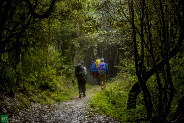 evergreen-forest-singalila-national-park