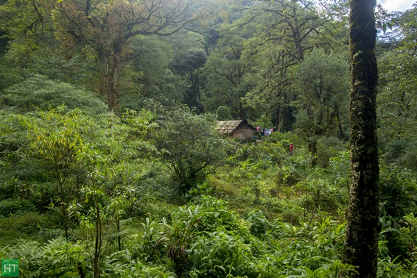 low-altitude-evergreen-forests