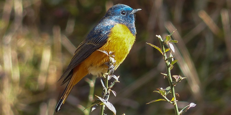 birds-are-abundant-around-didna-and-wan-village