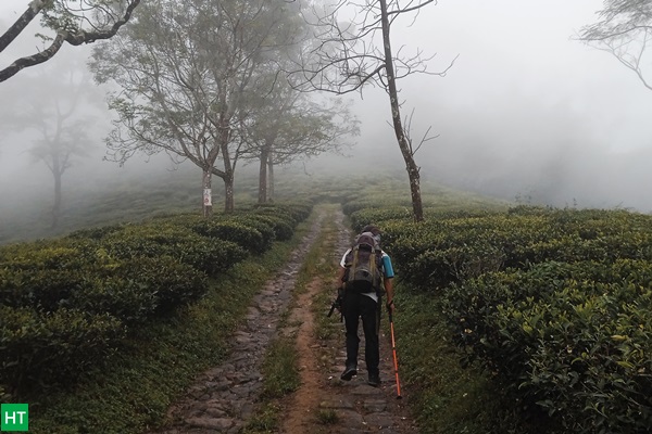 darjeeling-hike-inside-tea-garden