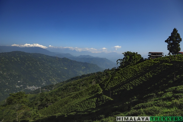 tea-garden-and-kanchenjunga-views-together