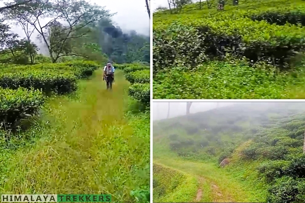 hiking-inside-mim-pembong-tumsong-lingia-marybong-tea-garden-trail-in-darjeeling
