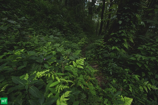 trail-inside-dense-forest