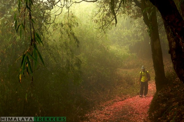 bamboo-and-rhododendron-forest