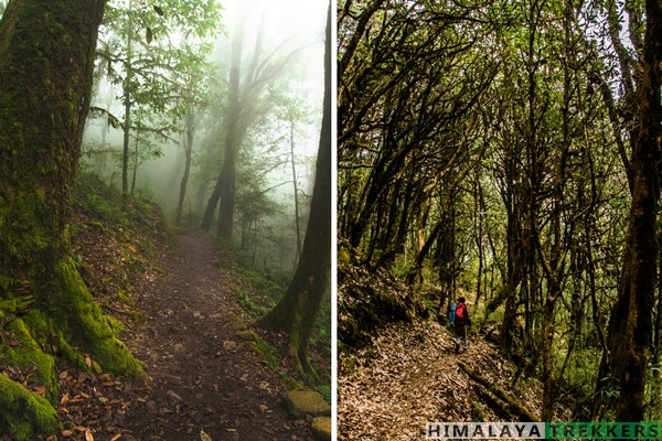 green-forests-of-sikkim