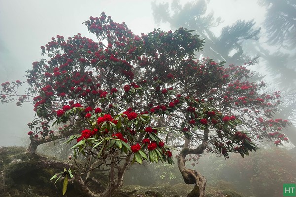 misty-daytime-during-spring-is-common-in-sikkim