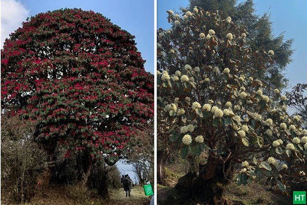 rhododendron-bloom-in-sikkim-during-spring