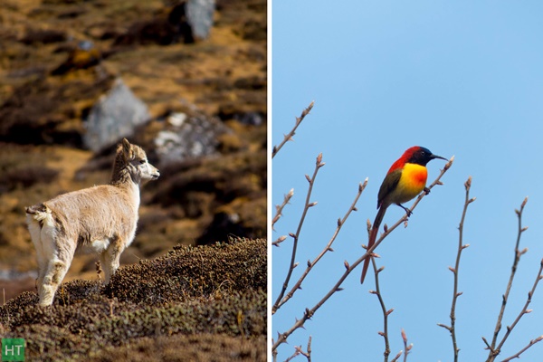 wildlife-sighting-during-sikkim-treks