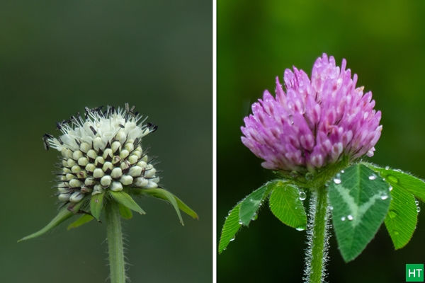 uttarakhand-valleys-bloom-in-monsoon